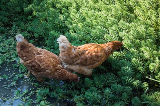 Brown Chicken Looking For Food, stock photo