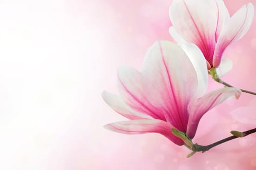 Magnolia flowers spring blossom background