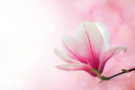 Magnolia flowers spring blossom background
