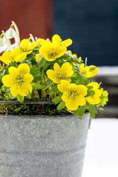 The first signs of spring. Winter aconite and snowdrops in a zinc pot stands in fresh snow