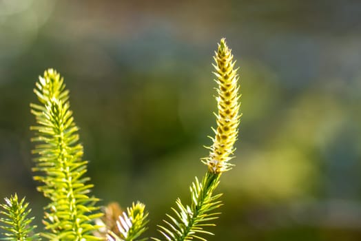 Huperzia,medicinal plant against Alzheimer's