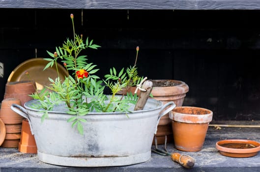 romantic idyllic plant table in the garden with old retro flower pot pots, garden tools and plants. Rustic table with flower pots, potting soil, trowel and plants