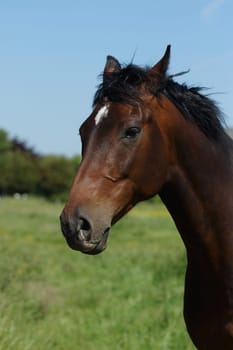 Horse in the paddock