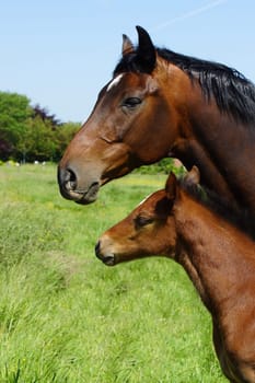 Mare and foal in the paddock