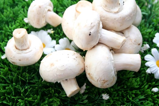 mushrooms