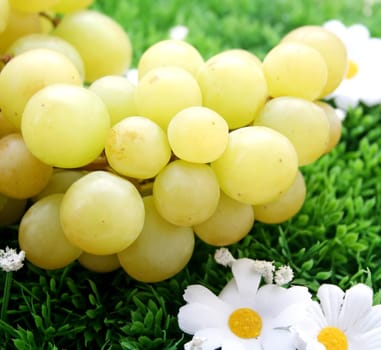 Grapes