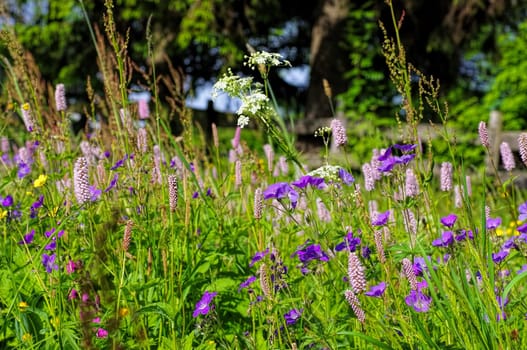 Mountain meadows in spring - spring flower meadows in mountains in many colours