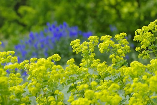 Soft lady's mantle,Alchemilla mollis - the herbal plant ladys-mantle or Alchemilla mollis