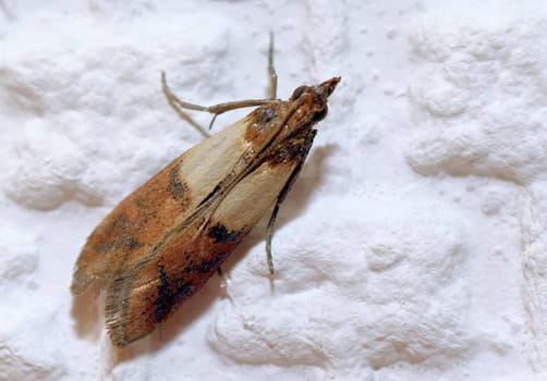 Doerrobstmotte ,Plodia interpunctella,Food moth