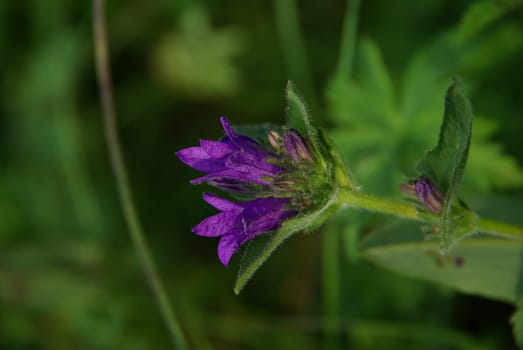 Beautiful mountain flowers. Flora of mountain ranges.
