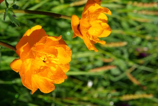 Beautiful mountain flowers. Flora of mountain ranges.