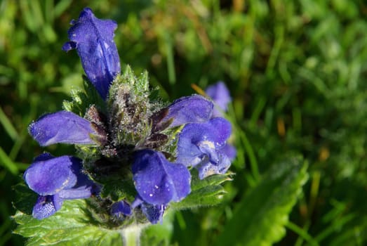 Beautiful mountain flowers. Flora of mountain ranges.