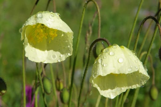 Beautiful mountain flowers. Flora of mountain ranges.