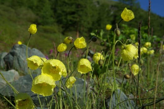 Beautiful mountain flowers. Flora of mountain ranges.