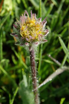 Beautiful mountain flowers. Flora of mountain ranges.
