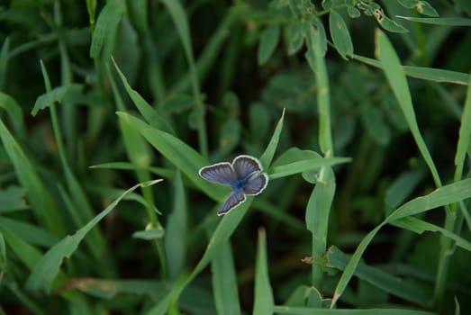 Beautiful mountain flowers. Flora of mountain ranges.