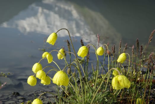 Beautiful mountain flowers. Flora of mountain ranges.
