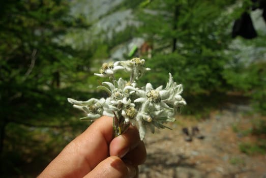 Beautiful mountain flowers. Flora of mountain ranges.