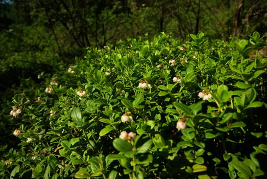 Beautiful mountain flowers. Flora of mountain ranges.