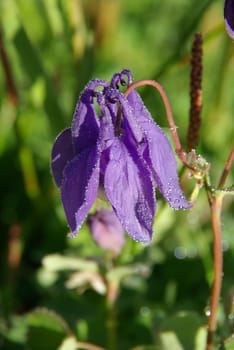 Beautiful mountain flowers. Flora of mountain ranges.
