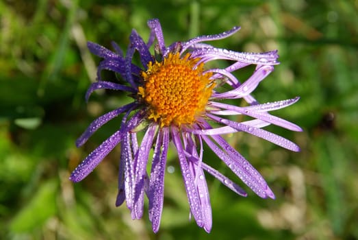 Beautiful mountain flowers. Flora of mountain ranges.