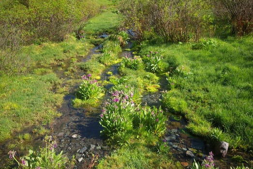 Beautiful mountain flowers. Flora of mountain ranges.