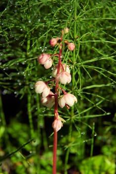 Beautiful mountain flowers. Flora of mountain ranges.