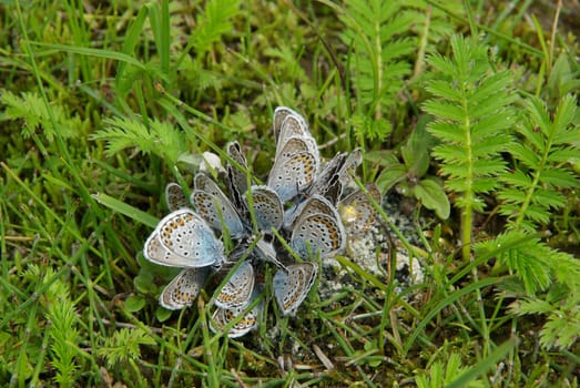 Beautiful mountain flowers. Flora of mountain ranges.