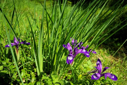 Beautiful mountain flowers. Flora of mountain ranges.