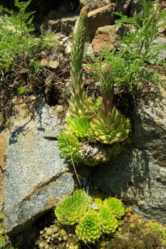 Beautiful mountain flowers. Flora of mountain ranges.