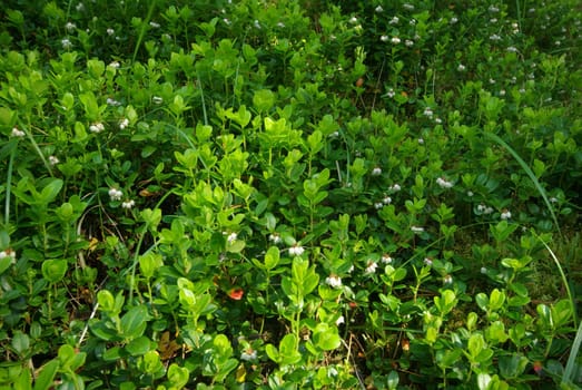 Beautiful mountain flowers. Flora of mountain ranges.