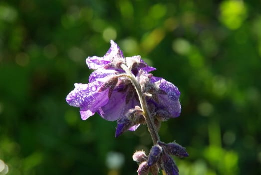 Beautiful mountain flowers. Flora of mountain ranges.