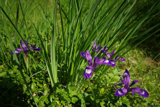 Beautiful mountain flowers. Flora of mountain ranges.