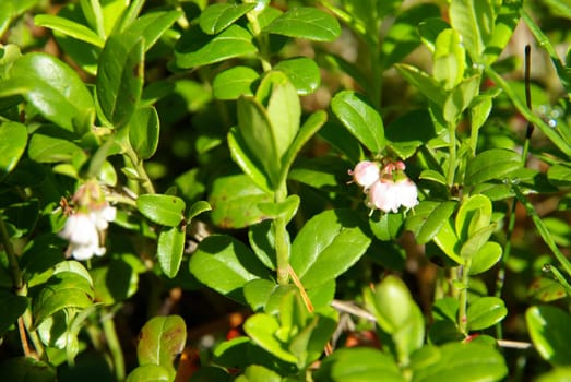 Beautiful mountain flowers. Flora of mountain ranges.