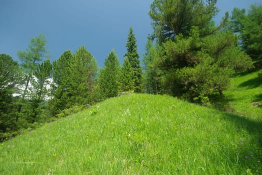 Beautiful mountain flowers. Flora of mountain ranges.