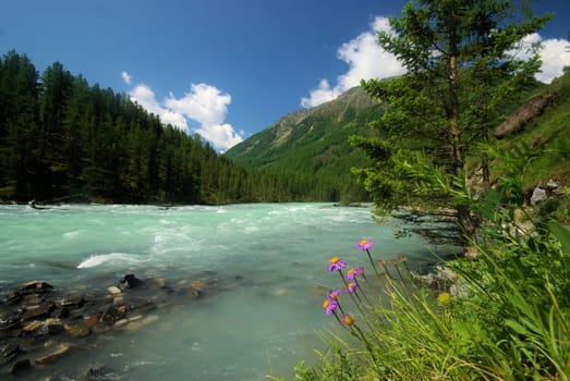 The mountain river in the mountains. Current through the gorge the river. Stones and rocky land near the river. Beautiful mountain landscape.