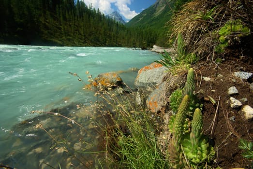 The mountain river in the mountains. Current through the gorge the river. Stones and rocky land near the river. Beautiful mountain landscape.