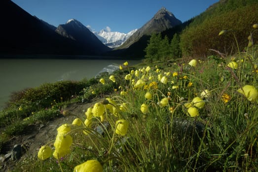 The mountain river in the mountains. Current through the gorge the river. Stones and rocky land near the river. Beautiful mountain landscape.