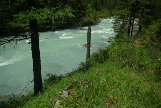 The mountain river in the mountains. Current through the gorge the river. Stones and rocky land near the river. Beautiful mountain landscape.