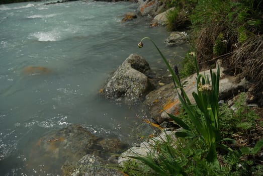 The mountain river in the mountains. Current through the gorge the river. Stones and rocky land near the river. Beautiful mountain landscape.