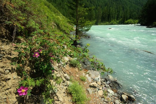 The mountain river in the mountains. Current through the gorge the river. Stones and rocky land near the river. Beautiful mountain landscape.