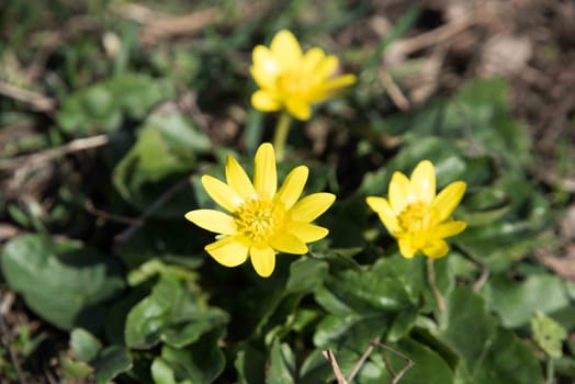 The first flowers in Spring. Yellow flowers.