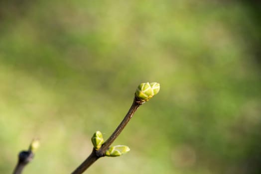 New flowered trees in Spring.