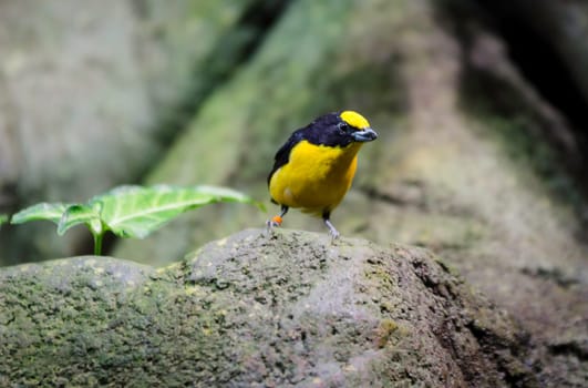one black and yellow exotic bird sit on a Rock and watching