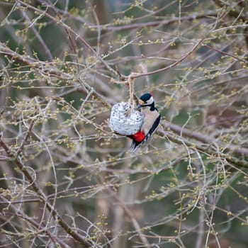 one great wood-pecker sit in the three and eat
