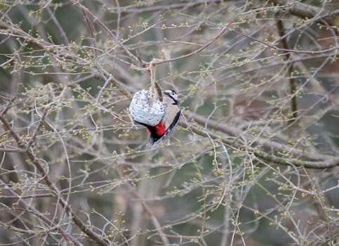 one great wood-pecker sit in the three and eat
