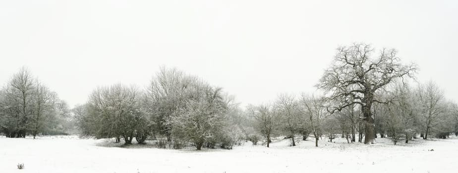 Snow landscape in a park in Magdeburg in winter