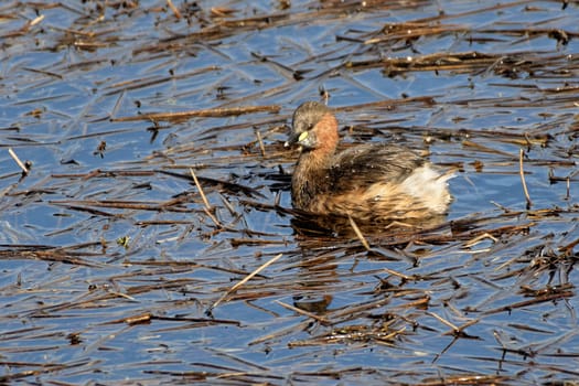 Little grebe