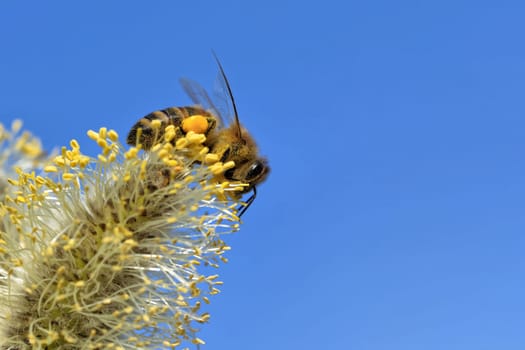Bee in a pasture