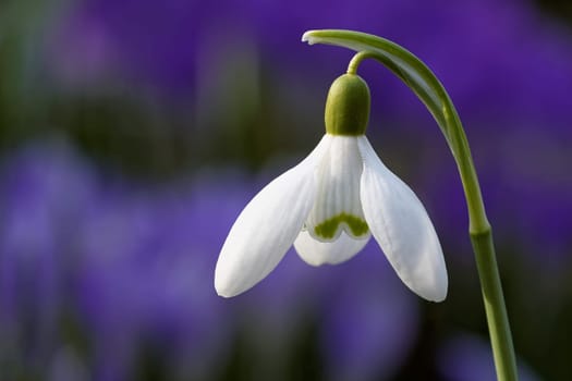 Snowdrop